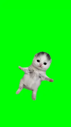kitten dance camerun