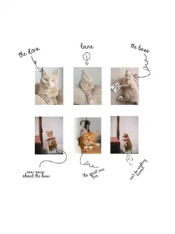 My Cat