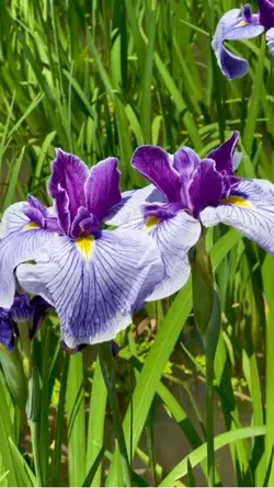 Iris Flowers