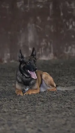 working dogs