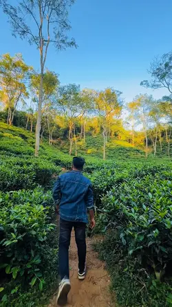 4k nature view