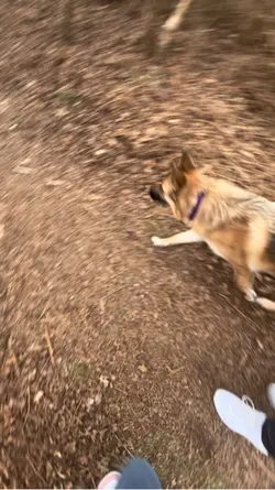 Me and my dog 