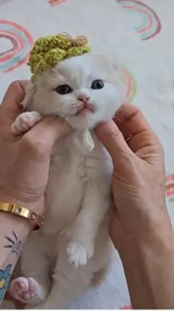 Funny cute