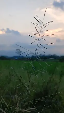 Pesawahan indah