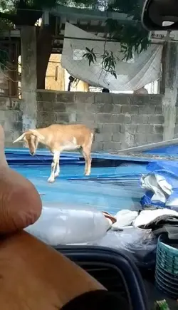 Kambing