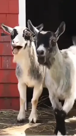 video lucu