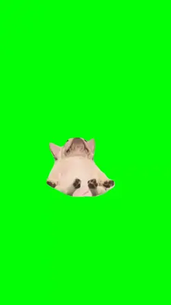 anjing tidur