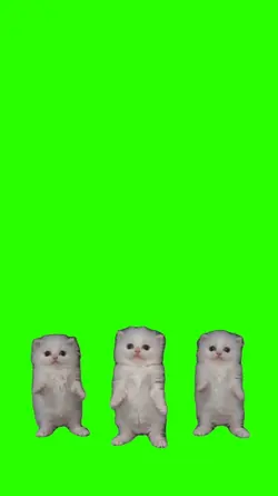 Cats Bailando 