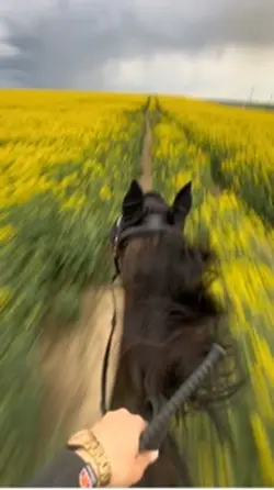 horse on the road