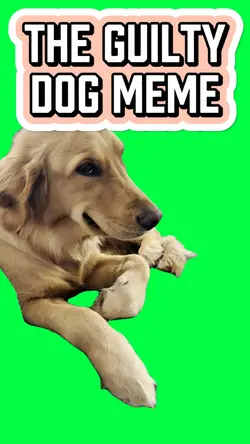 THATS ONE GUILTY DOG