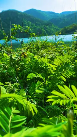 قالب بدقة4kللطبيعه🌿