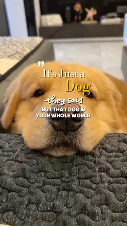 Dog love 🤍