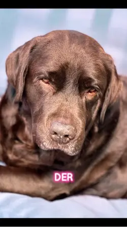 Hunde liebe