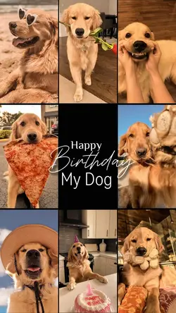 Birthday my Dog