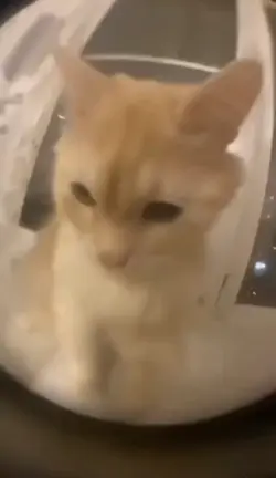 xdd