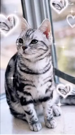 もし、もし🐯がLEGOになったらー?