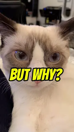 But why? 🙀😾