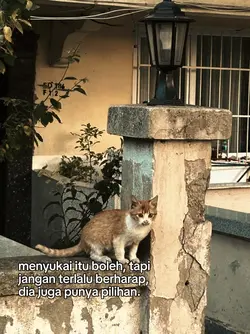 dia punya pilihan 