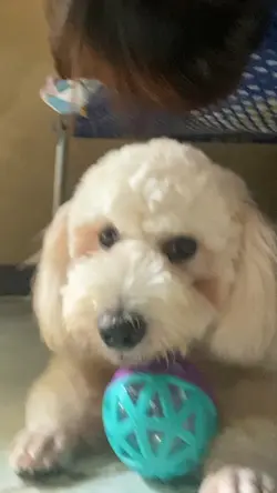 Anuu bayan mommy