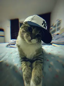 Aesthetic
