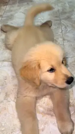 Anjing 