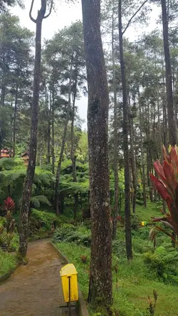 Ghibli vibes