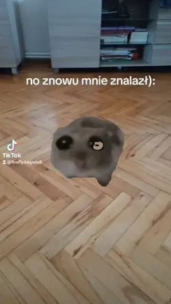 chomik