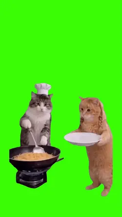 Cat/Gato