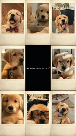 my paw moments 