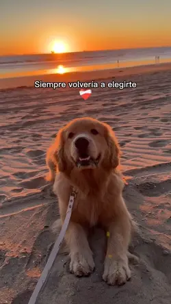Siempre a ti