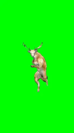 Dancing Deer