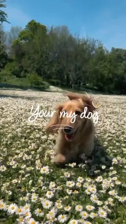 Your my dog