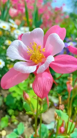 flowers