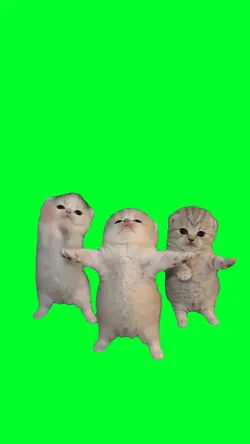 Cute kitten dance