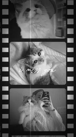 RIP My Cat