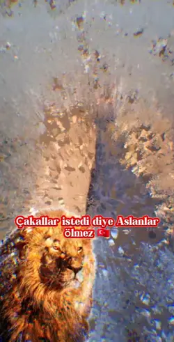 Aslan.kurt.Türkiye 