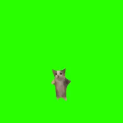 happy happy cat