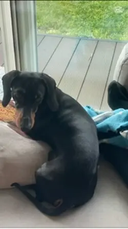 Il mio cane 