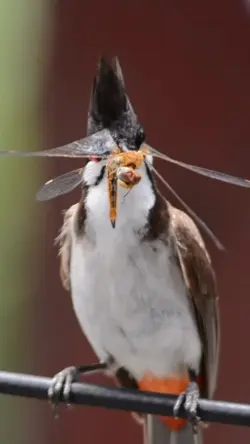 BIRDING 