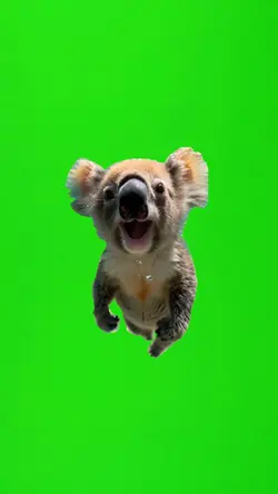 Greenscreen Koala