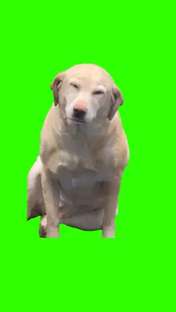 Chien qui sourit 