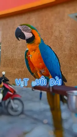 Vẹt Đuôi Dài