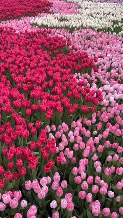 Tulip