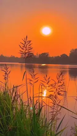 5 nature videos 