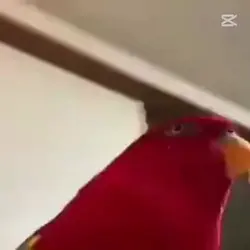 bird meme