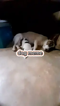 Dog meme