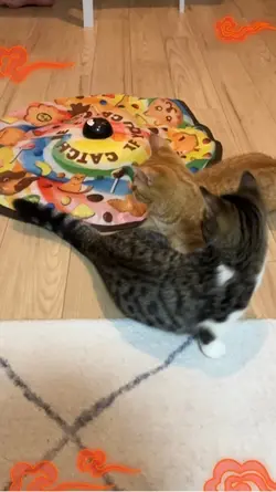 遊んでる兄弟マンチカン