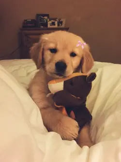 dog cute