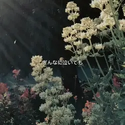 Ver. Japanese only
