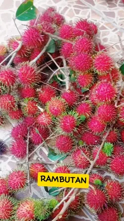 RAMBUTAN